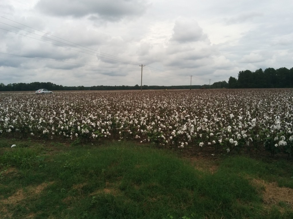 Cotton Fields